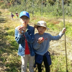 2014년 사과따기 체험