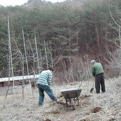 사과 묘목을 심었습니다(1)