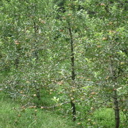 2011년 홍로 사과