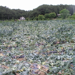 브로콜리 거의 수확