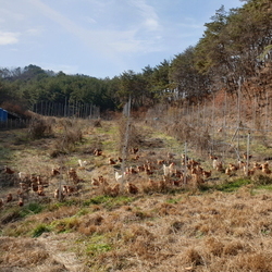 겨울, 자유방목