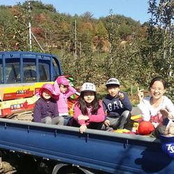사과따기체험