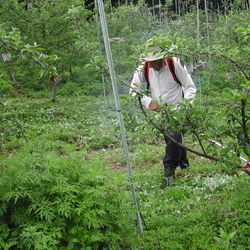 과수원 풀 깍기