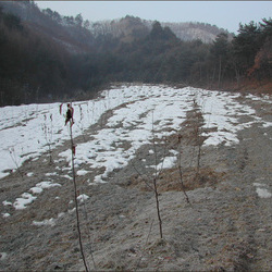 겨울 사과밭