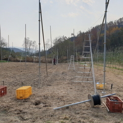 사과밭 조성작업
