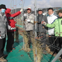 사과 정지,전정 교육