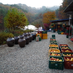 사과식초 만들기