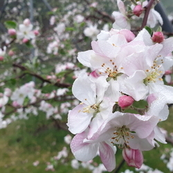 사과꽃 만개(홍로)