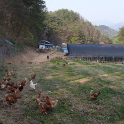 닭 방목 시작
