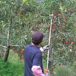 사과 수확 중