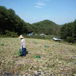 단호박 수확