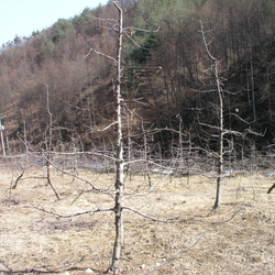 홍로사과 전정