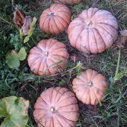 늙은호박 수확
