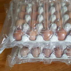 유정란 생산