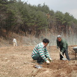 사과묘목을 심었습니다(2)