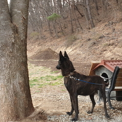 더치 세퍼드-바비