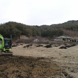 브로콜리 밭에 거름 내기