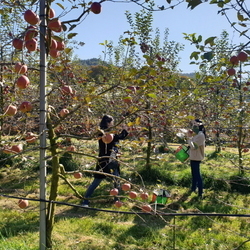 Pick Your Apples...