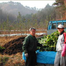 김장배추 수확